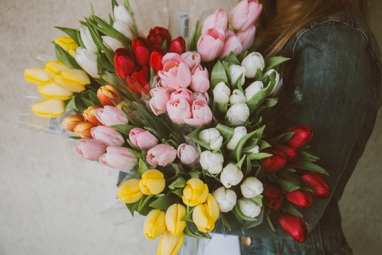Tulipanes: La Flor Perfecta 